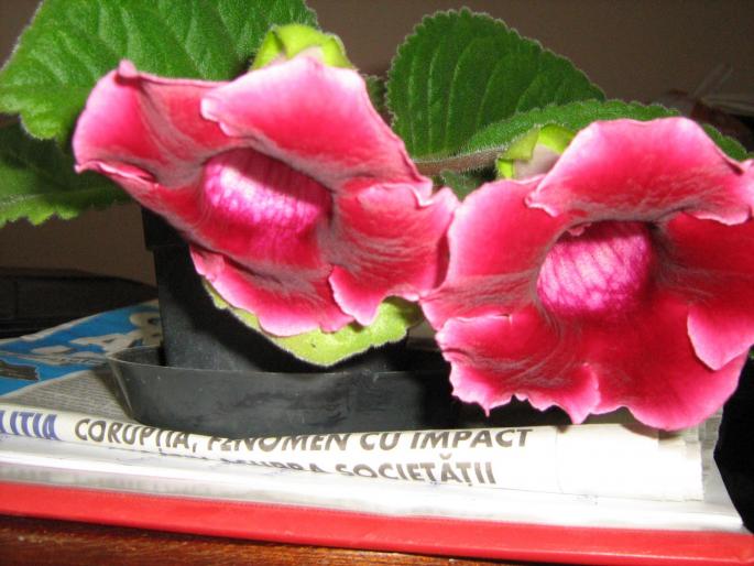 gloxinie - floricele