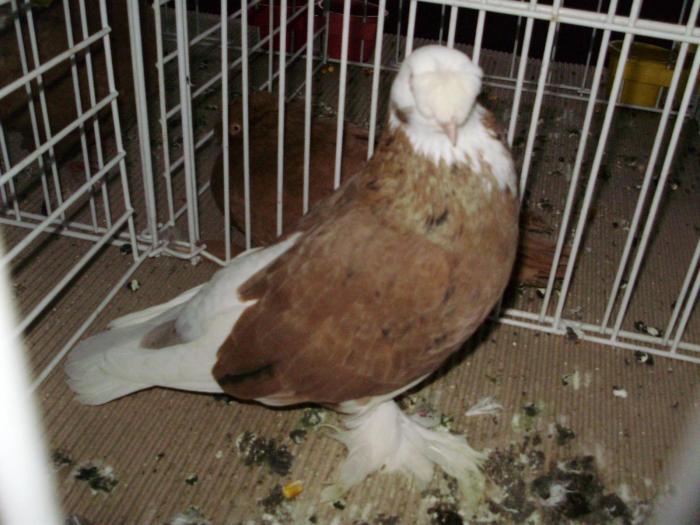 boto p 9 - 1506 1 porumbei rj