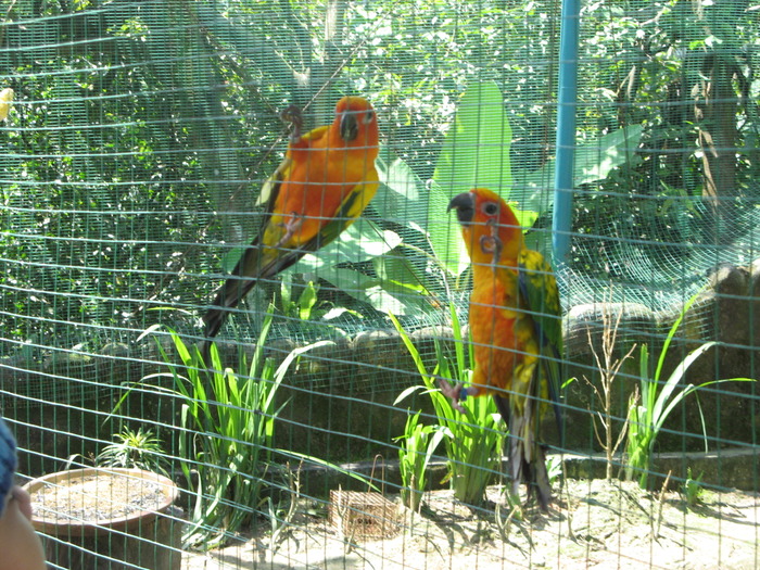 IMG_0030 - 2_1 - Kuala Lumpur Bird Park