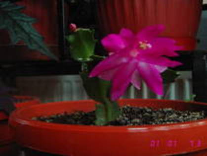 Schlumbergera roz