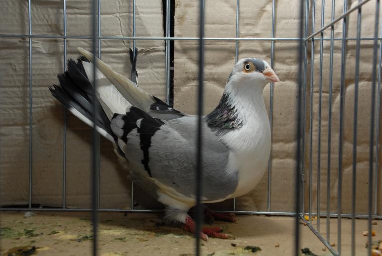 DSC_3855 - Campioni Expo TM2