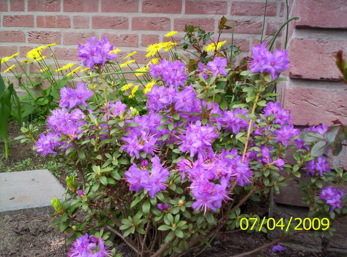 Rhododendron Blue Siver 7 apr 2009 - rhododendron