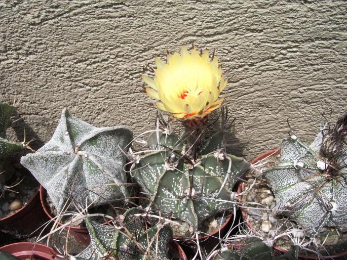 Astro. capricorne - Astrophytum