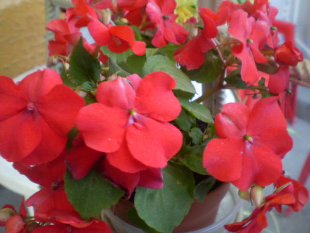 impatiens