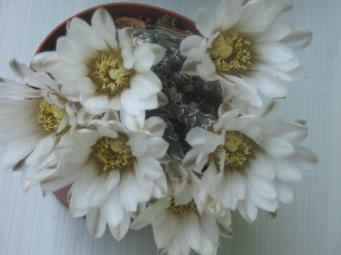 Gymnocalycium ragonesei - Iunie 2009