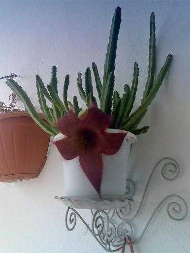 Stapelia grandiflora 1; o planta a carei floare miroase a gunoi...sau a cadavru
