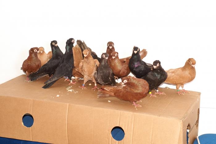 Picture 080 - jucatori de constanta