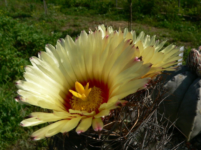 astrophytm_senile - genul Astrophytum