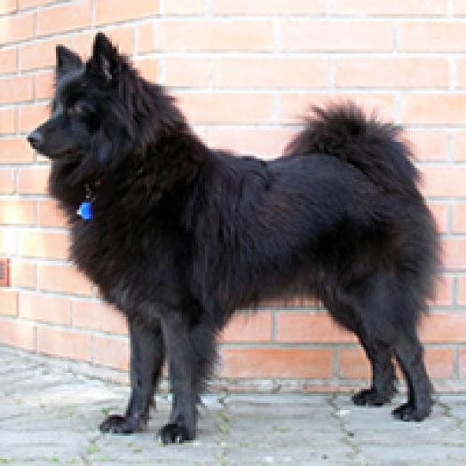 spitz-mare-german-001