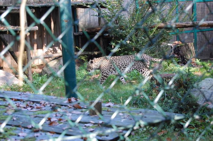 DSC_0064 - zoo amneville