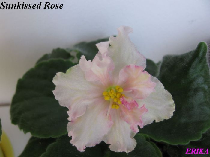 Sunkissed Rose 2009 maj 24