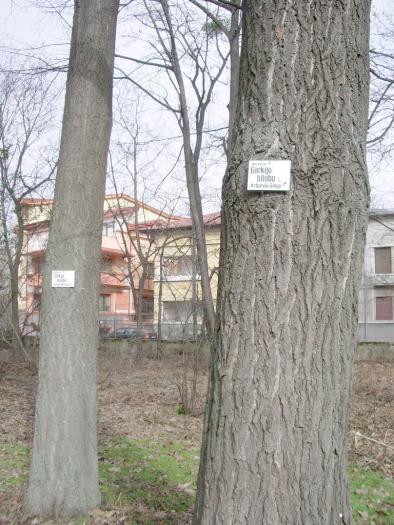 Ginkgo biloba - masculul si femela