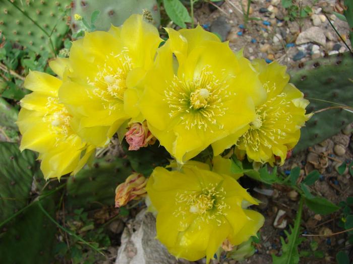 Opuntia compressa,  Monmouth Co. - Cactusi la Mangalia
