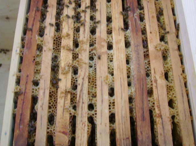 DSC01697(1) - albine