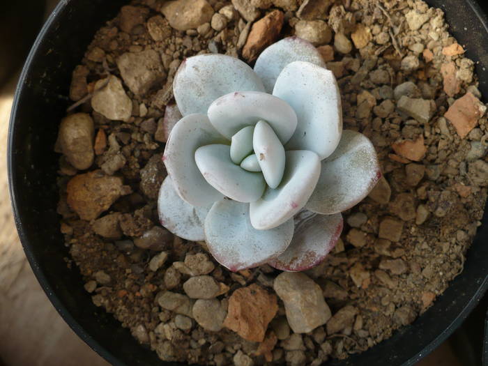 Echeveria laui