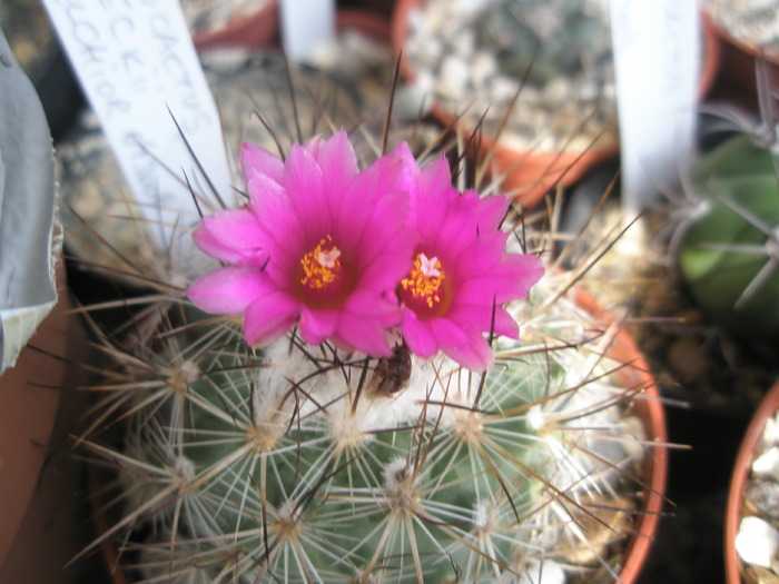 Gymnocactus vierechii - 18.09.2009 - DIVERSE specii de cactusi