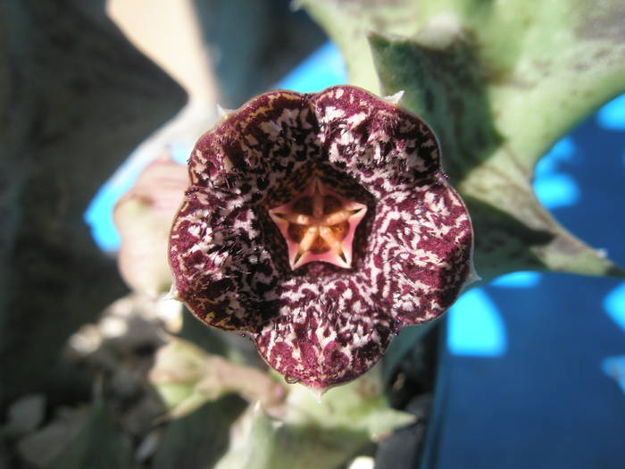 Stapelia keithii ( Orbea carnosa sp. keithii PVB 6614 ) - floare - Asclepidiacee 2009