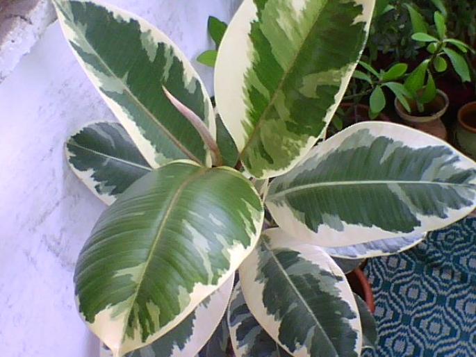 ficus