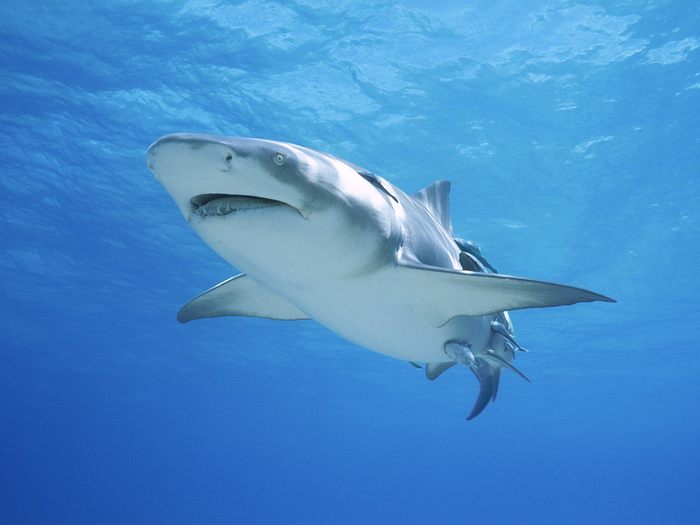 Lemon Shark - Wallpapers Premium