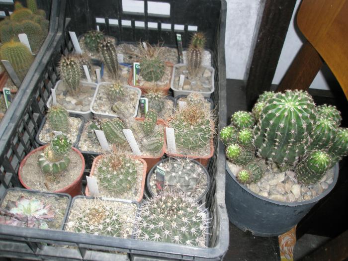 P1100025 - cactusi la iernat 2008-2009