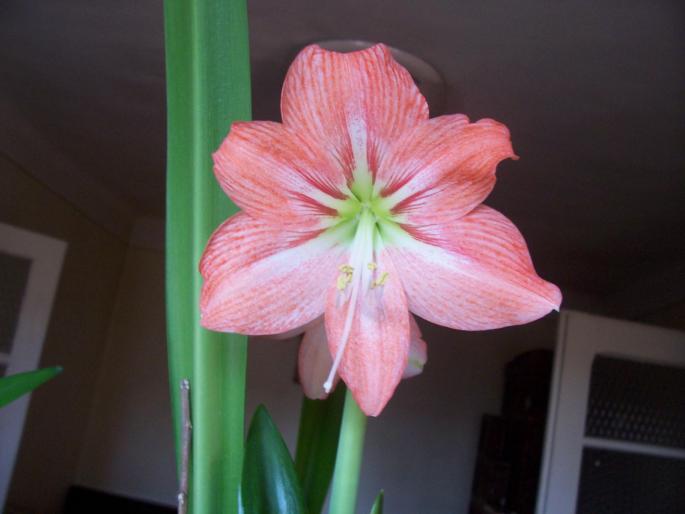 hippeastrum FELICITY - flori de camera