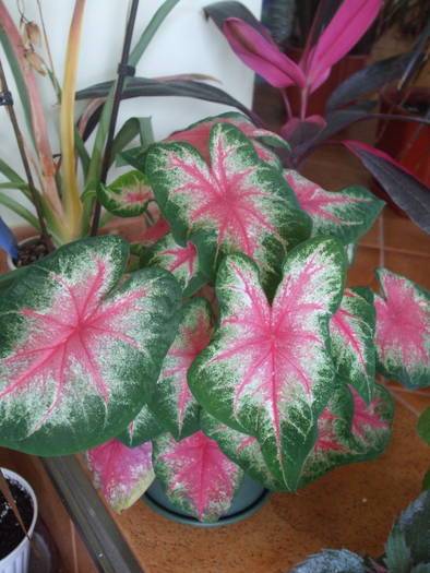 rosebud - caladium