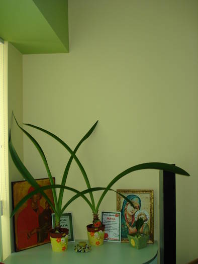 AMARYLLIS