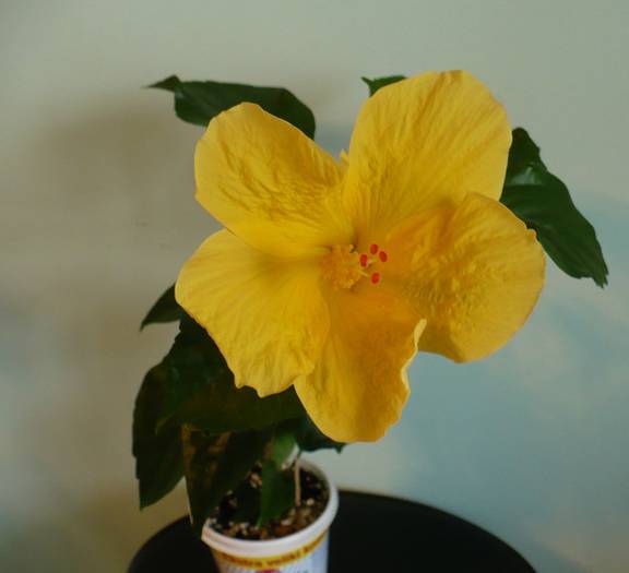 P1140570 - HIBISCUSI