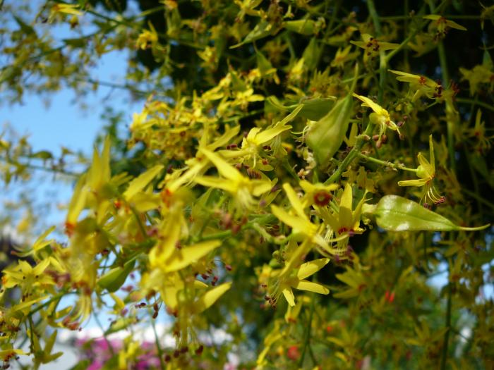 Otetar galben-Paniculul floral