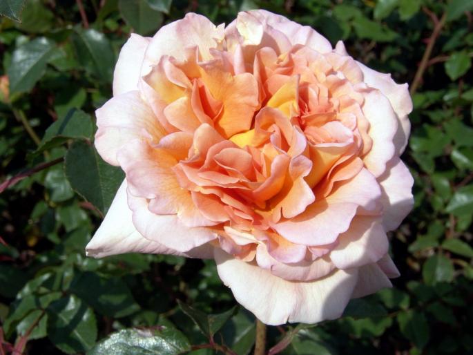 abraham_darby - Flori - Flori