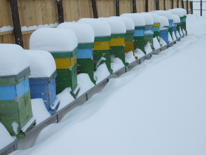 DSCF1757 - stupina  incepand cu 2008