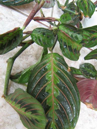 maranta