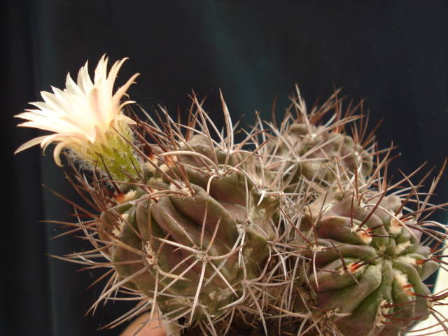 DSC08831 - Cactusi
