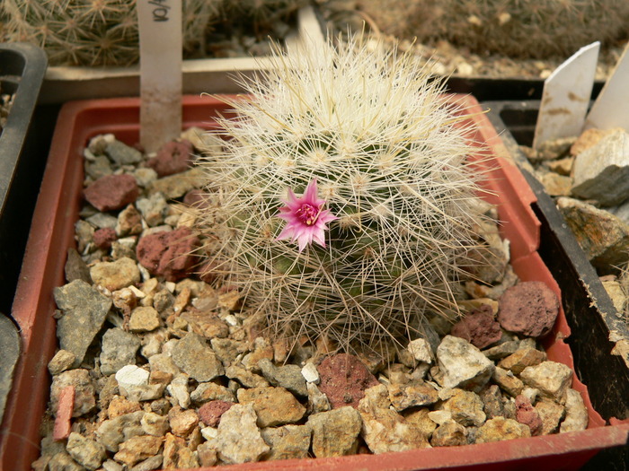 mammillaria_machucae
