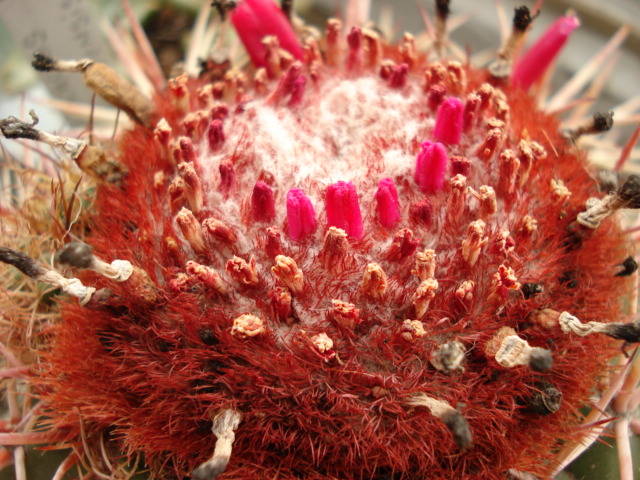 Melocactus - Cactusi