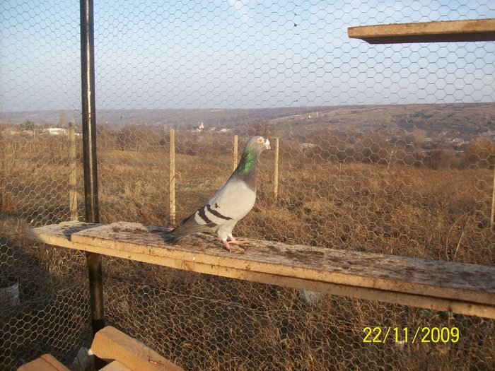 M 2002 - porumbei voiajori stil vechi