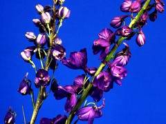 001 - poze cu plante