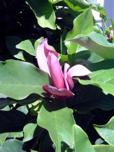 floare magnolie - Plantele mele de terasa si exterior