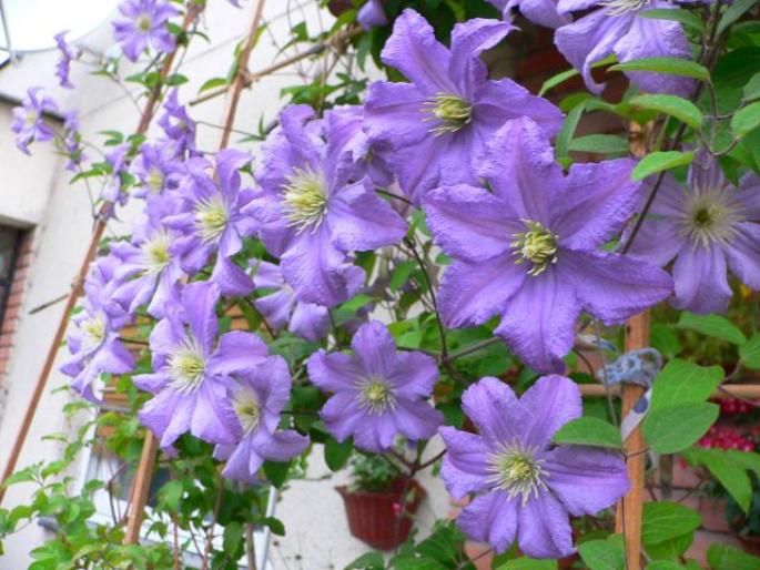 Clematis Prince Charles1