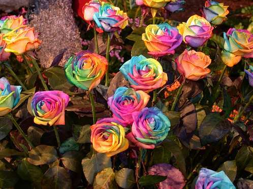 tie_dyed_rose1 - Rose