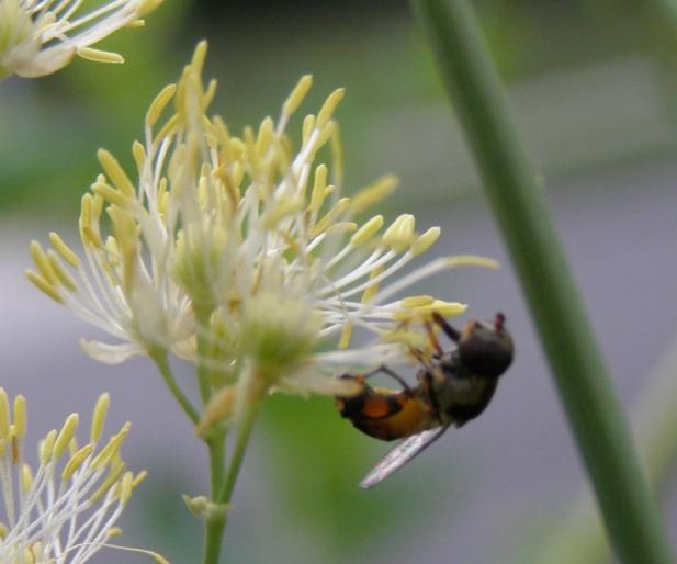 YellowFlowerWasp - flori