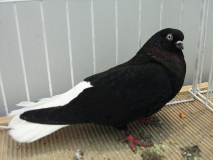 negru ca 6 - 1502 partea 3