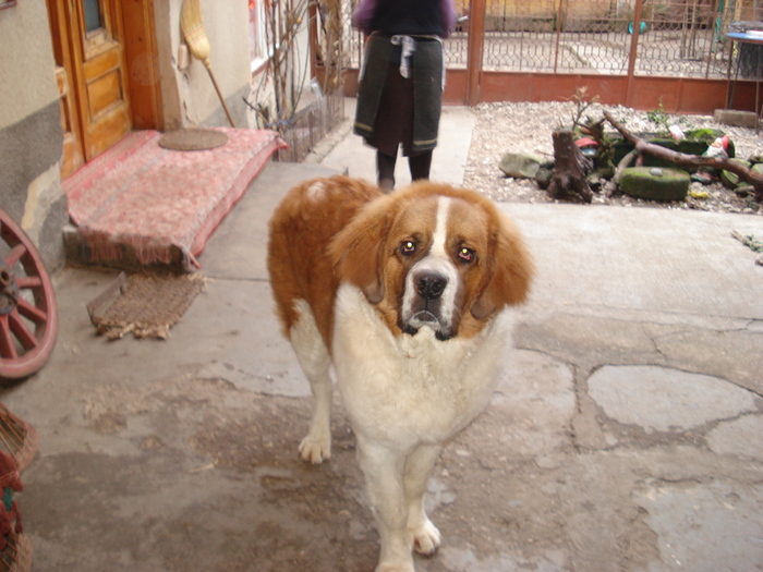 beethowen la 9 luni - saint bernard