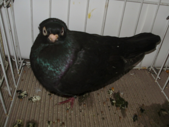 ardeal m 7 - 1509 rom juc 1