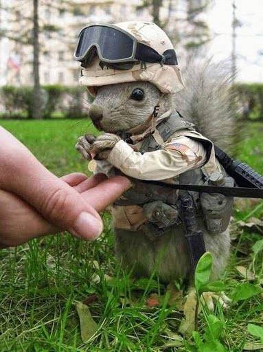 military_squirrel