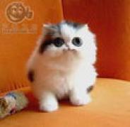 poze_m_pisoi_foarte_dragut[1]