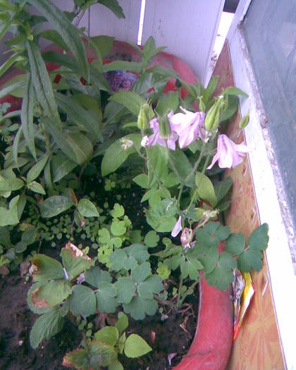 Imag005 - plante 2008