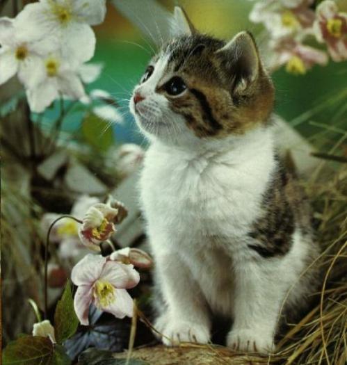 RUTKCFNXLQBXCDKFVDC[1] - poze animale