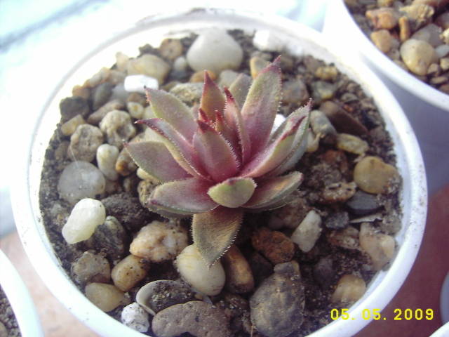 Serpemvivum - cactusi si  suculente 09