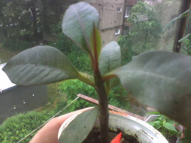 IMG_0854; plumeria rouge
